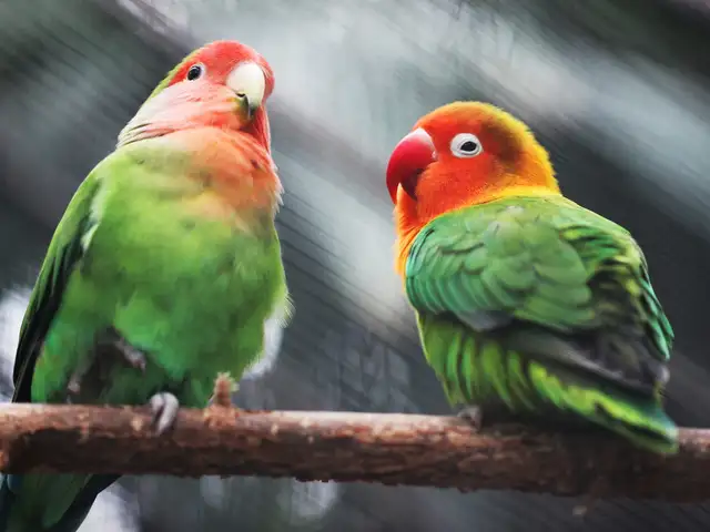 Lovebird Biola Dewasa Siap Ternak