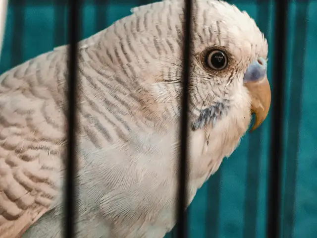 Mineral Bird Block Isi 6