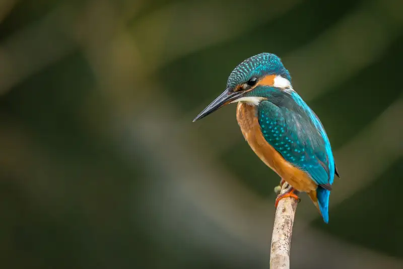 Katalog Burung Pilihan